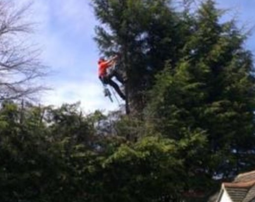 Local Tree & Gardening Services